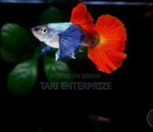 RTP Guppy Fish