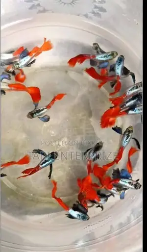 RTP Guppy Fish