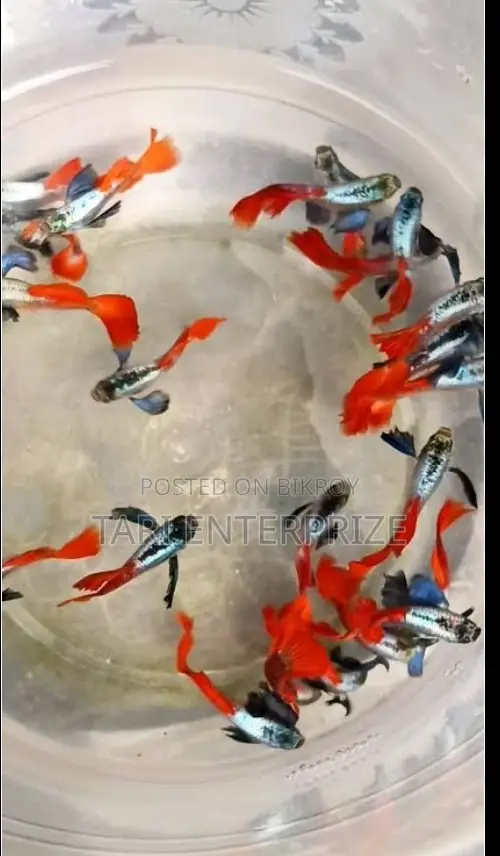 RTP Guppy Fish