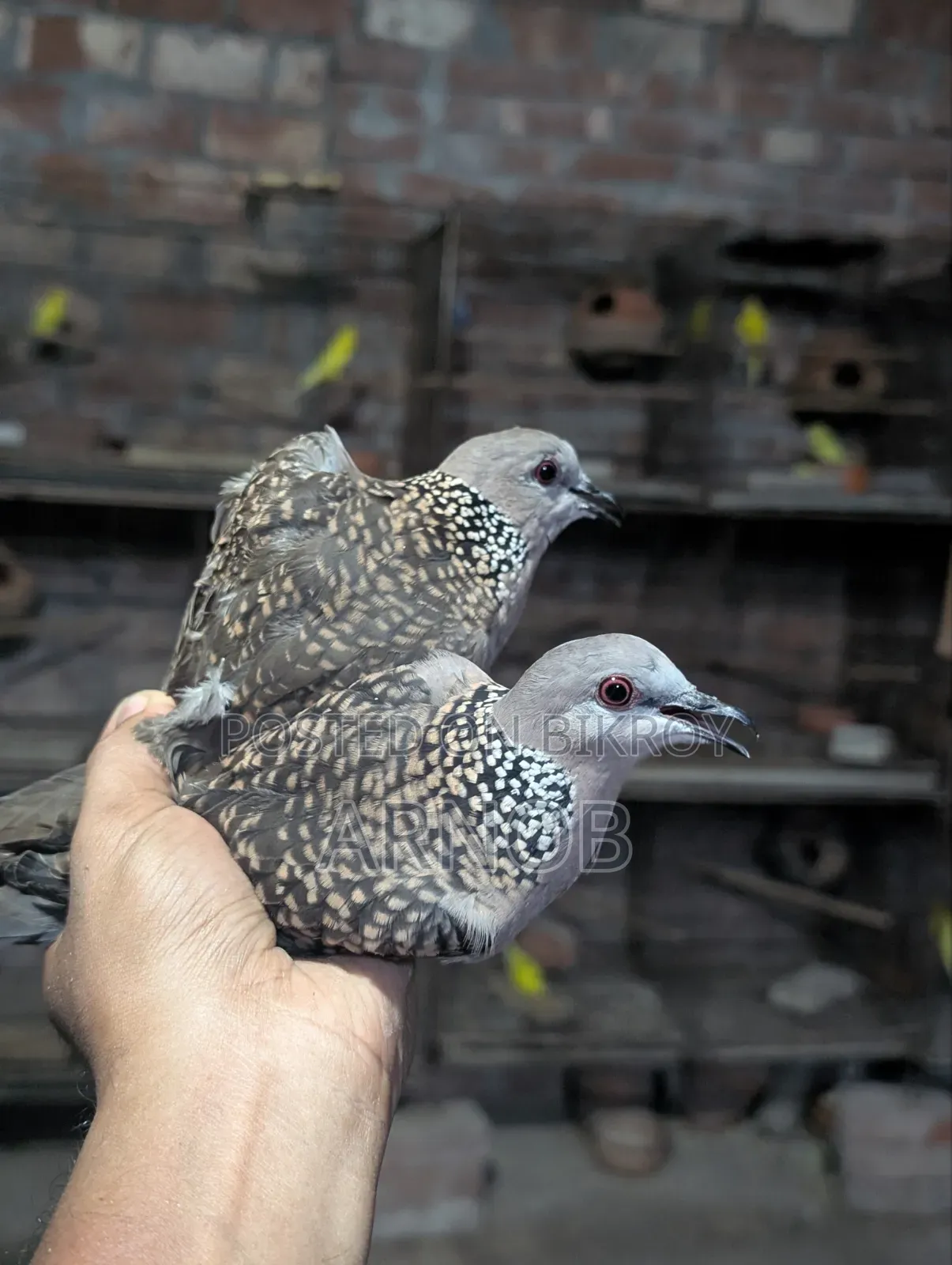 Native Spotted Dove