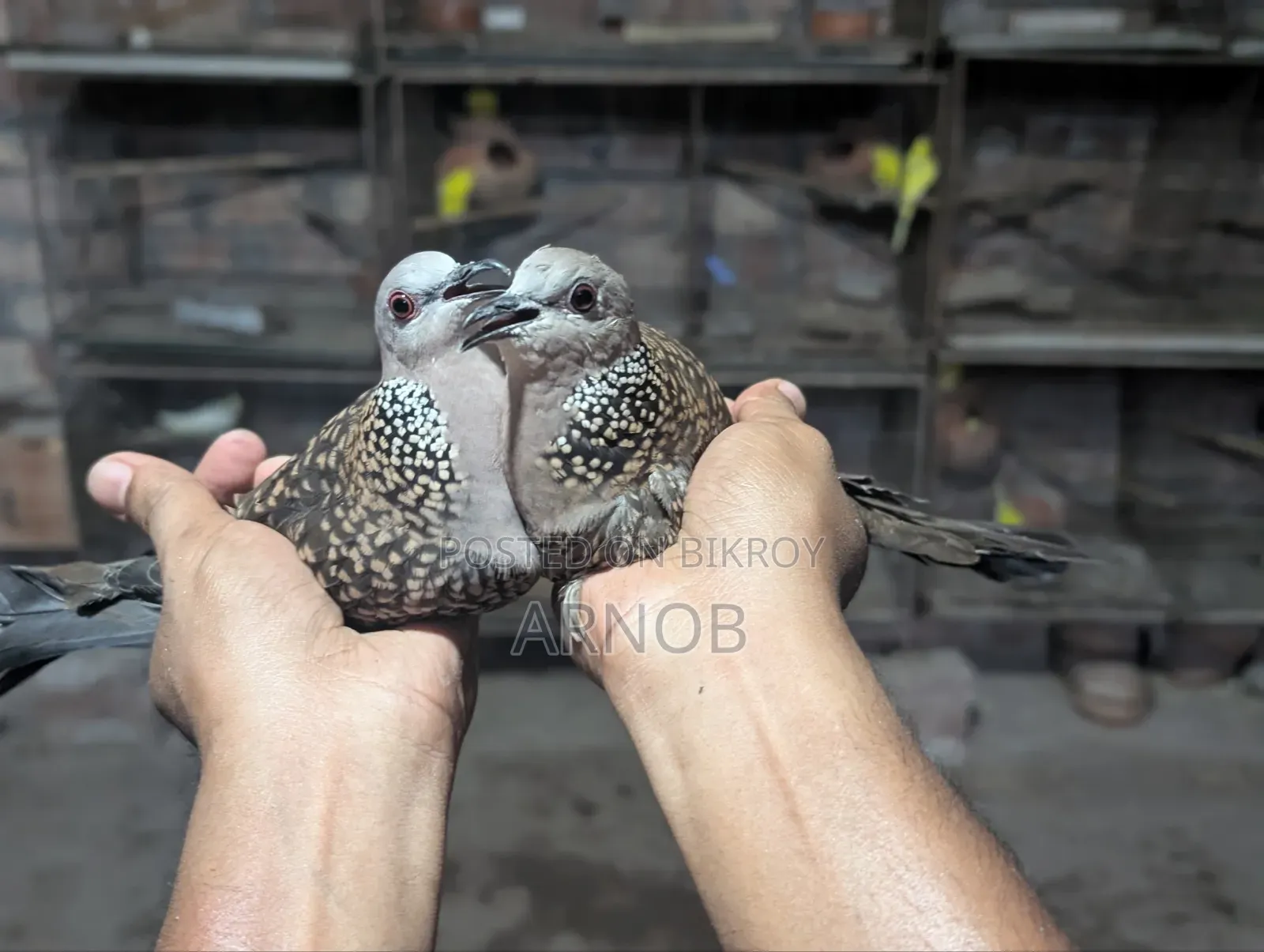 Native Spotted Dove
