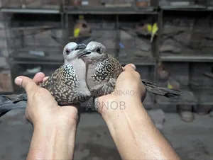 Native Spotted Dove