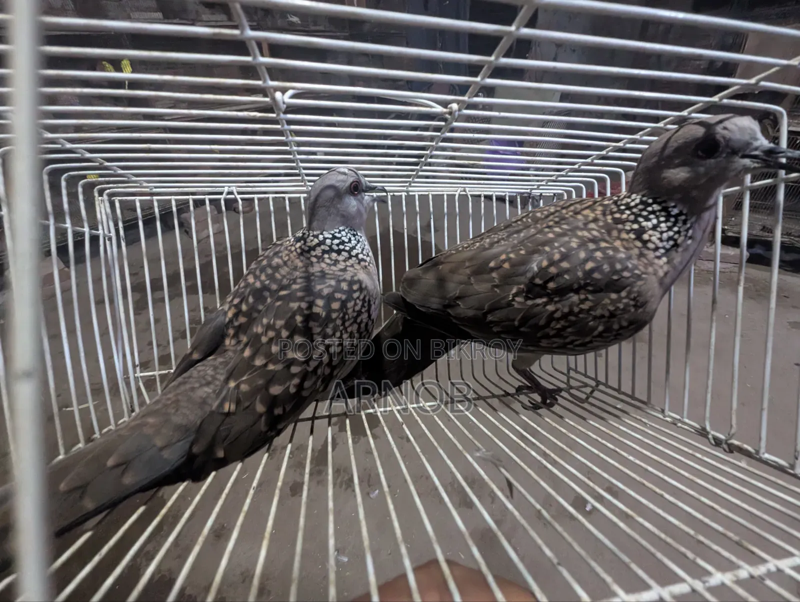 Native Spotted Dove
