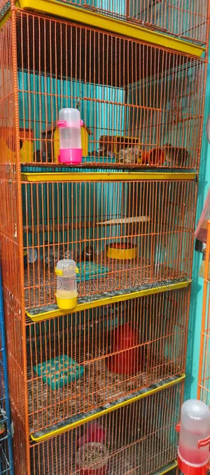 Five-story bird cage for sale