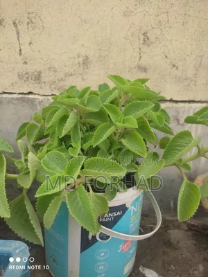অরিগানো মসলা গাছ / চারা কিনুন সহজে