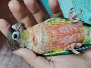 Hyper Red Yellow-Sided Green Cheek Conure