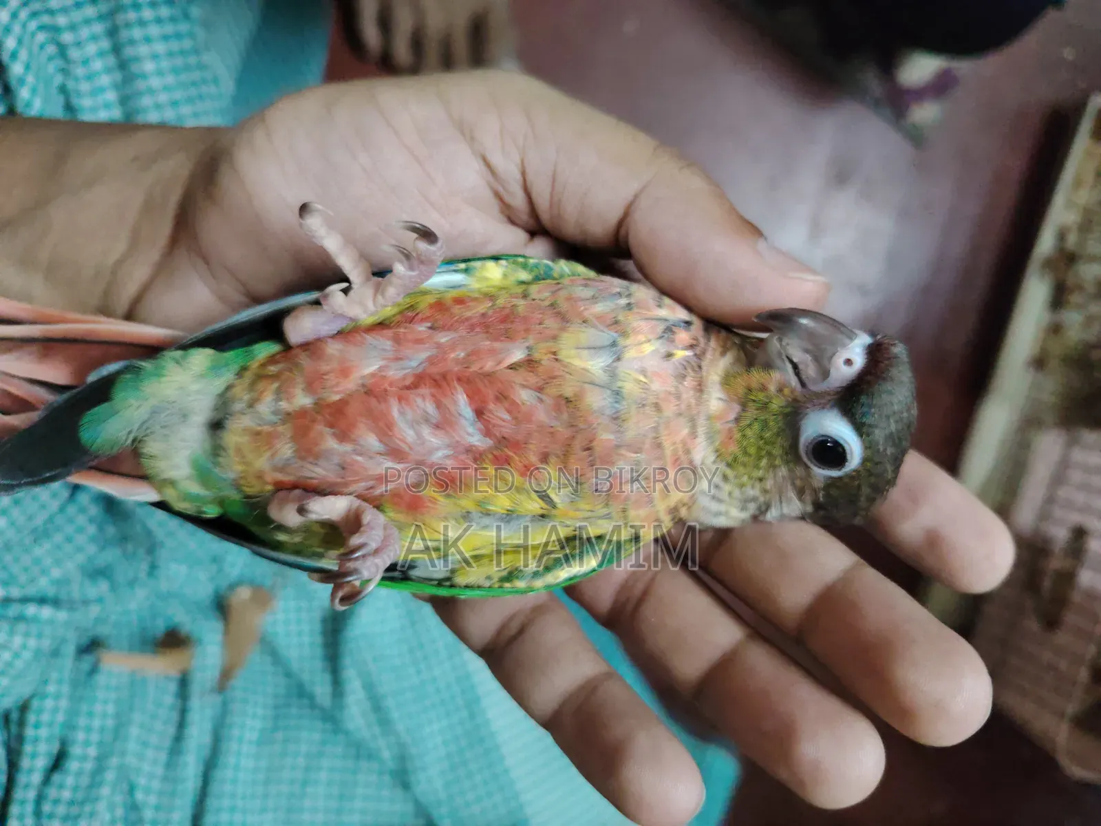 Hyper Red Yellow-Sided Green Cheek Conure
