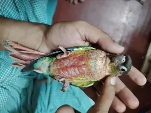 Hyper Red Yellow-Sided Green Cheek Conure
