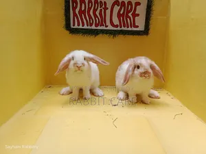 Holland Lop Punch Face Bunny