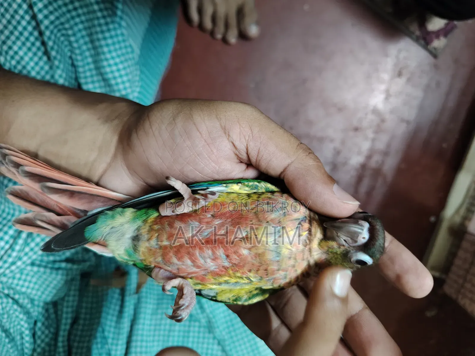 Hyper Red Yellow-Sided Green Cheek Conure