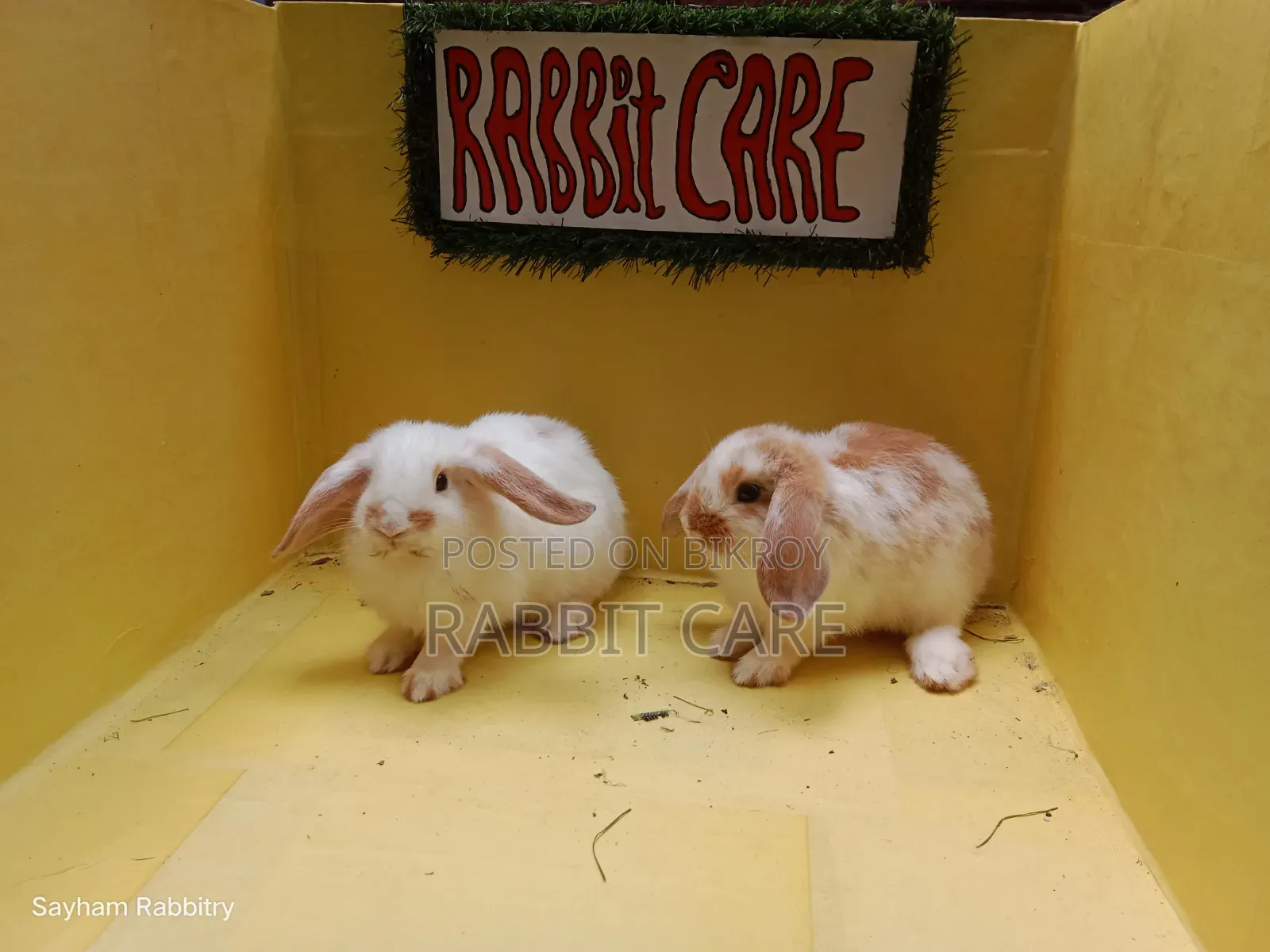 Holland Lop Punch Face Bunny