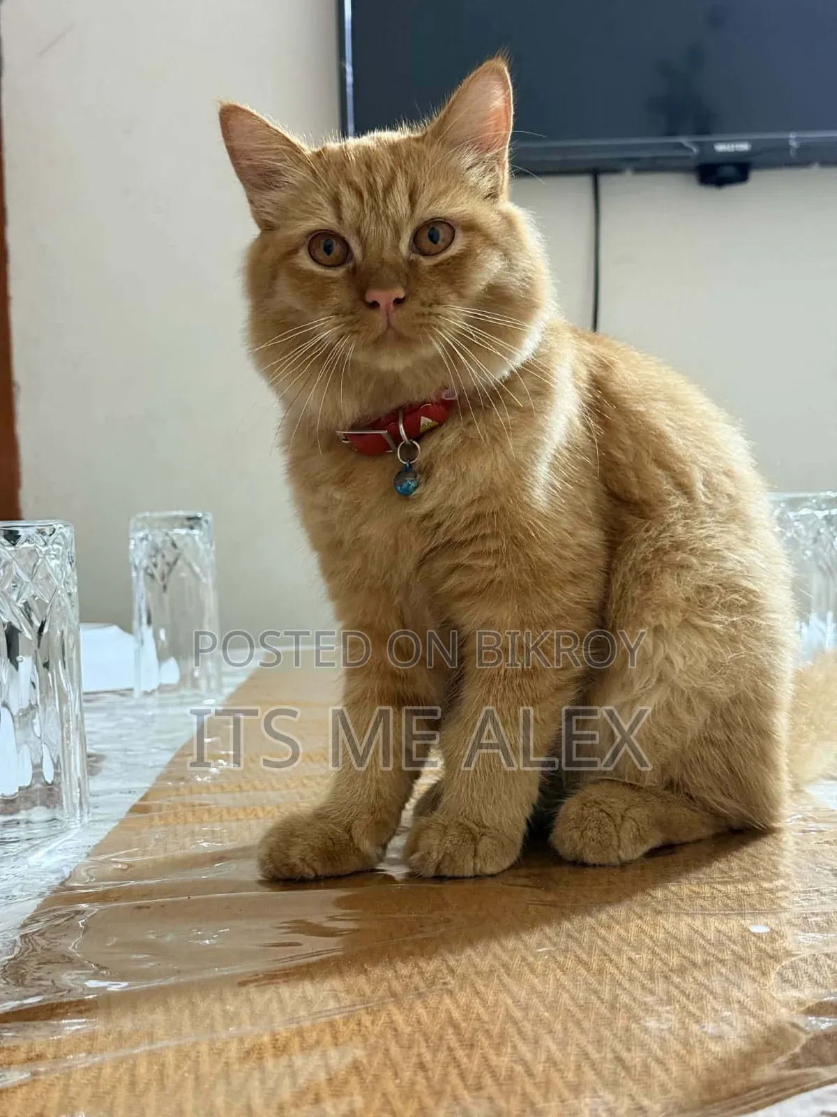 6-12 Months Male Purebred Bombay
