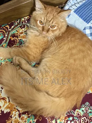 6-12 Months Male Purebred Bombay