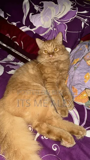 6-12 Months Male Purebred Bombay
