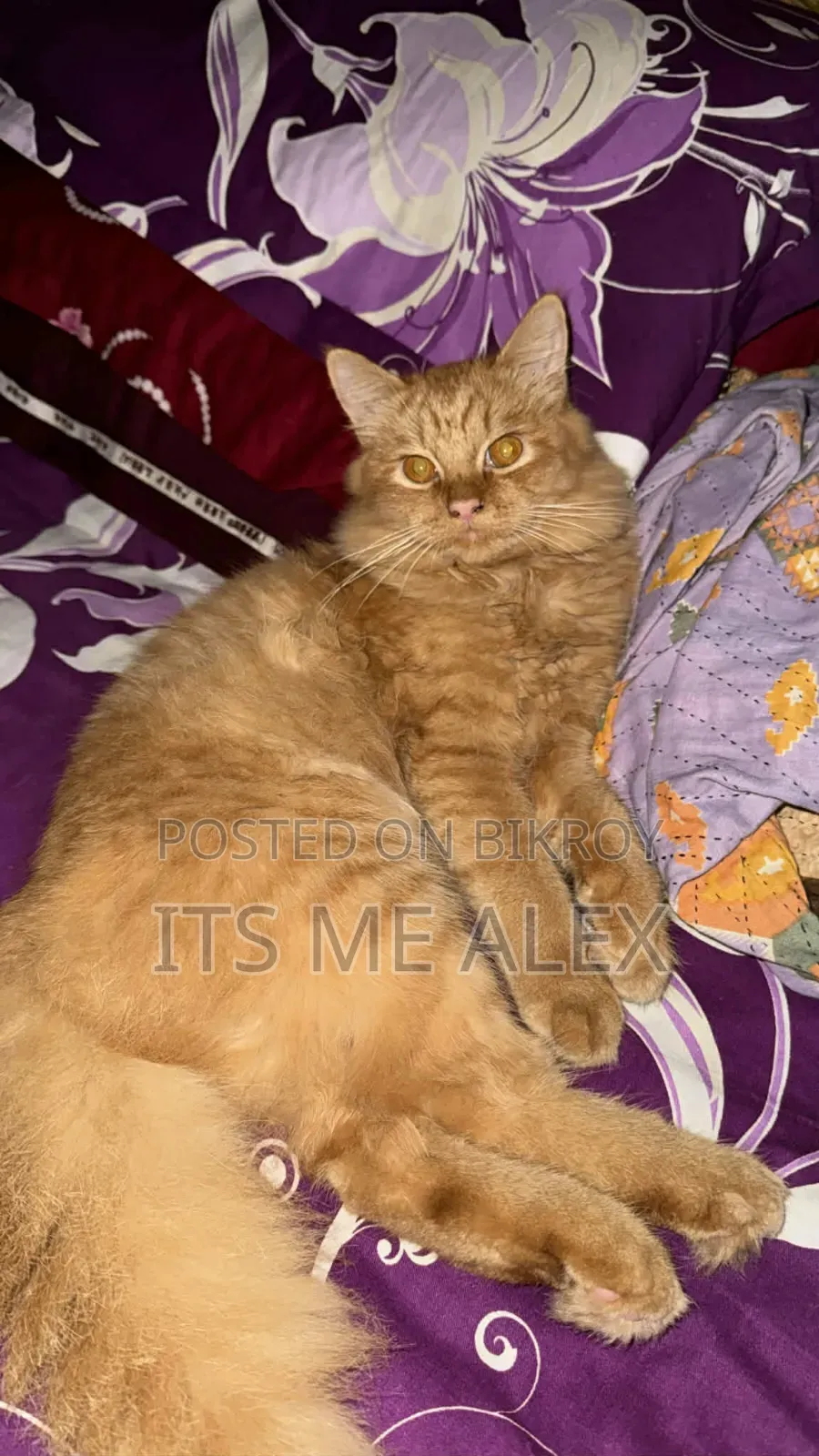 6-12 Months Male Purebred Bombay