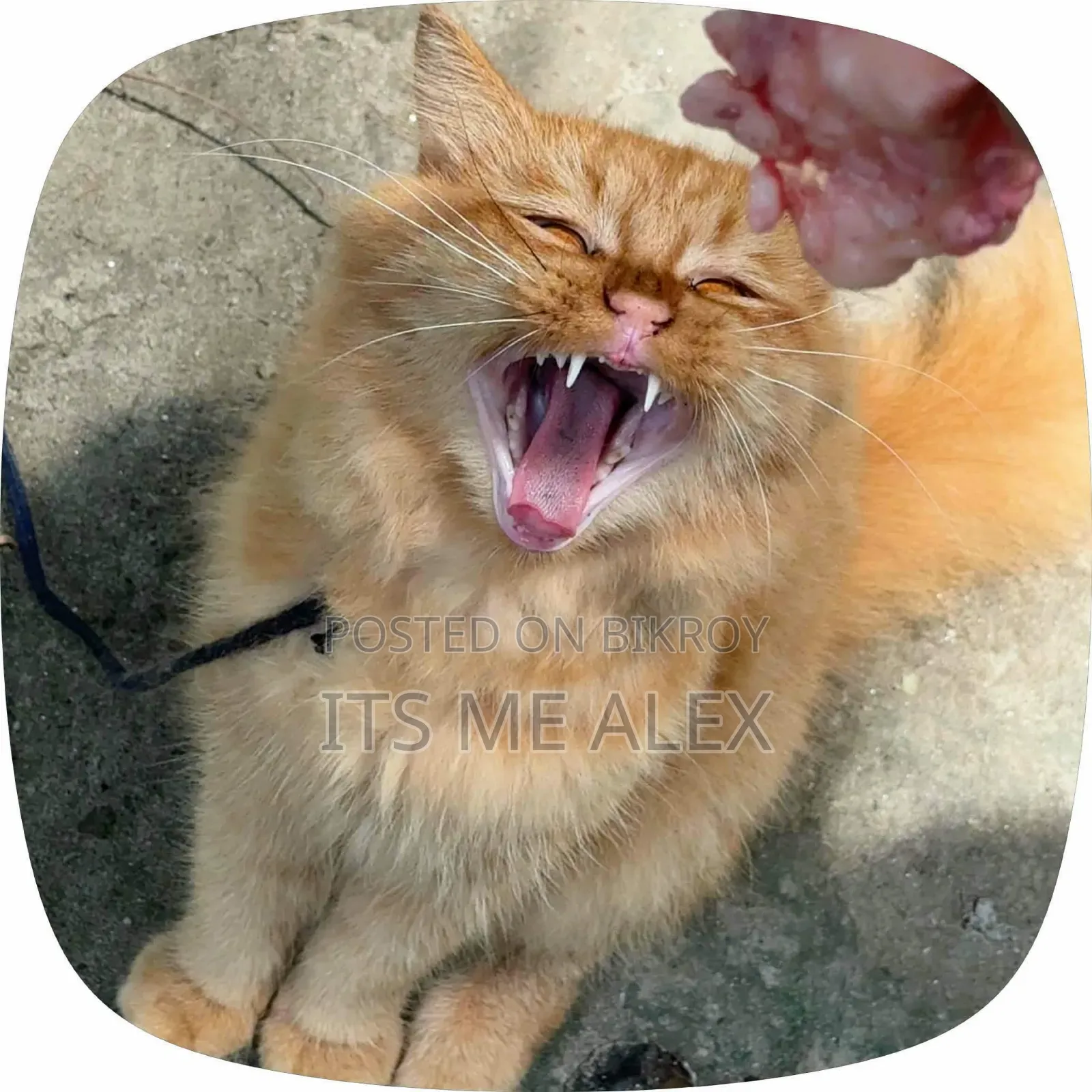 6-12 Months Male Purebred Bombay