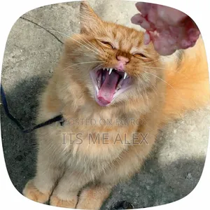 6-12 Months Male Purebred Bombay