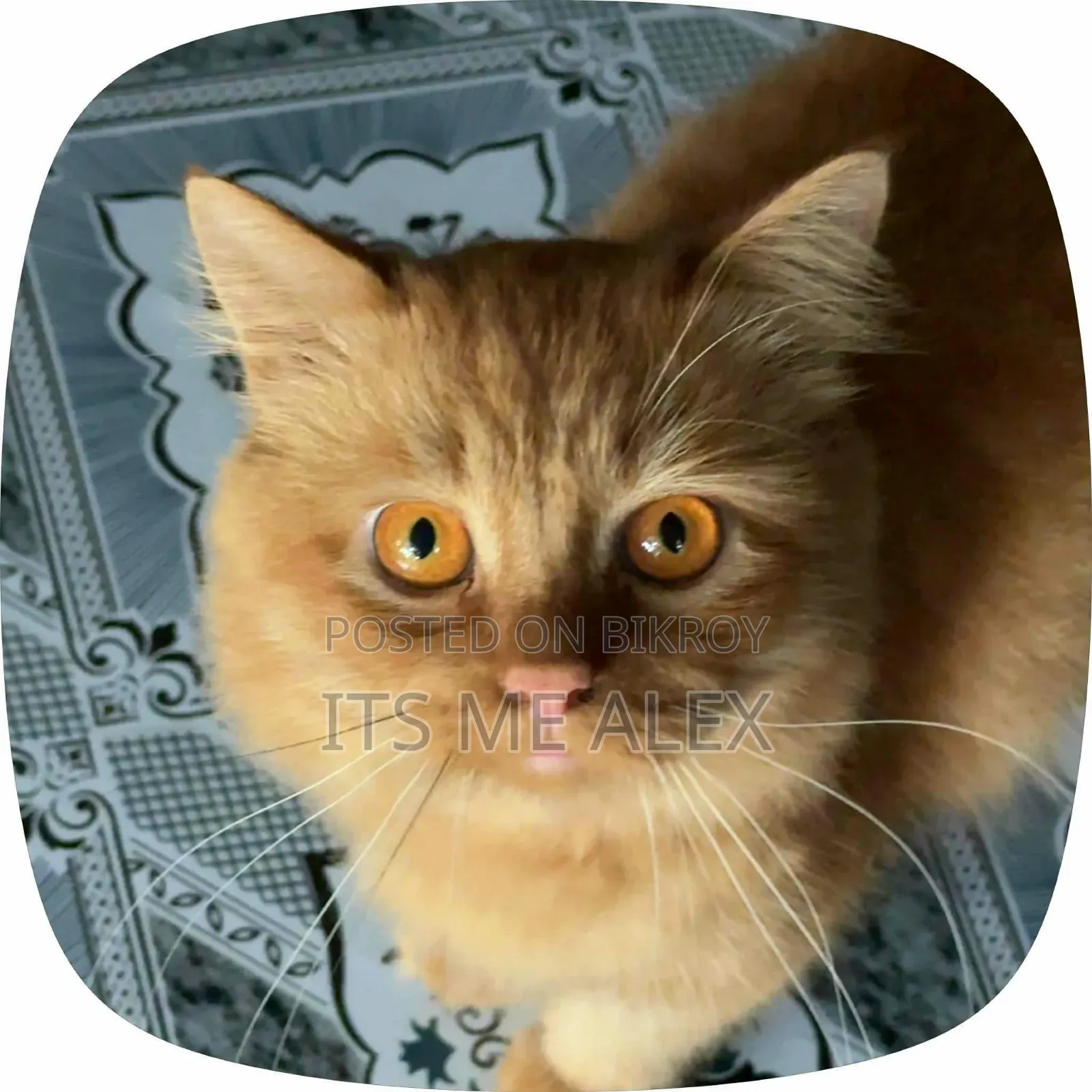 6-12 Months Male Purebred Bombay