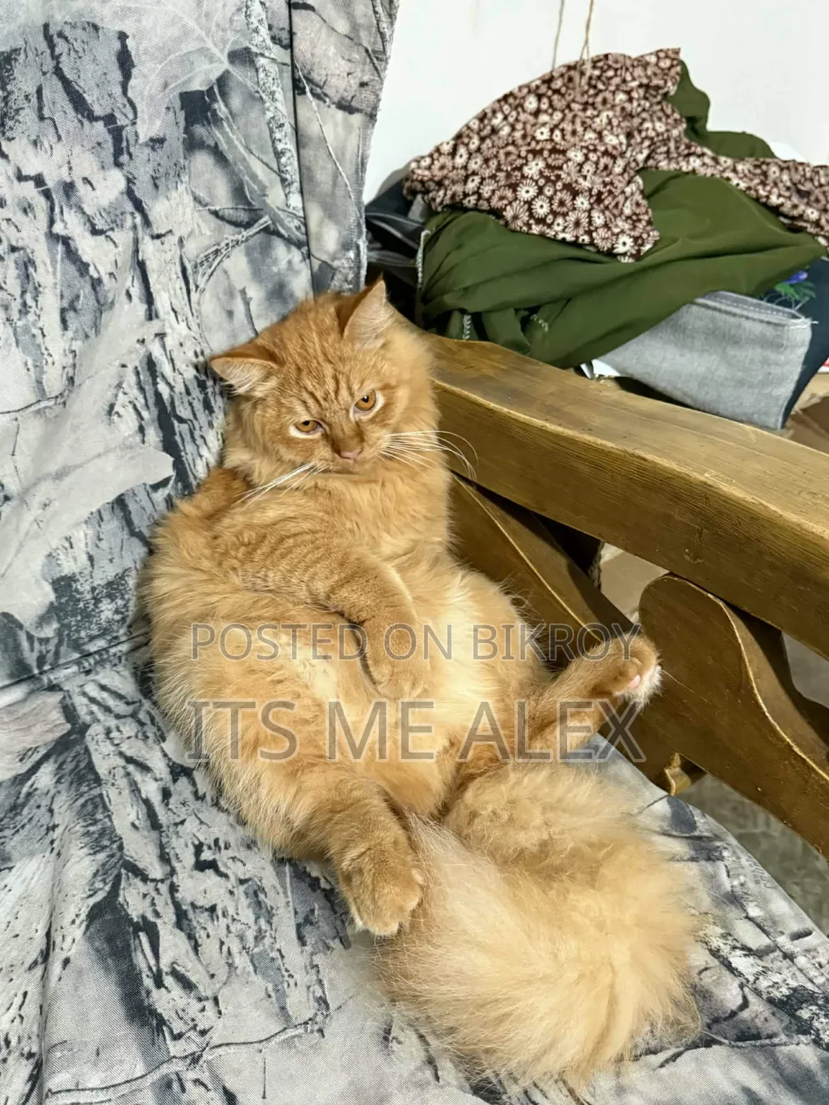 6-12 Months Male Purebred Bombay