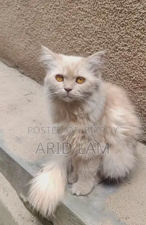 6-12 Months Female Purebred Persian