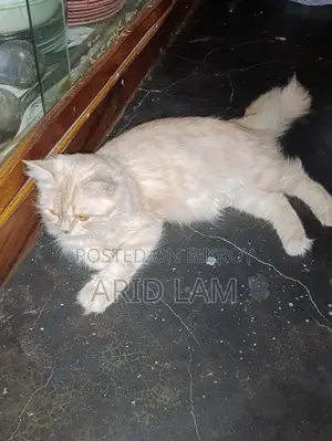 6-12 Months Female Purebred Persian