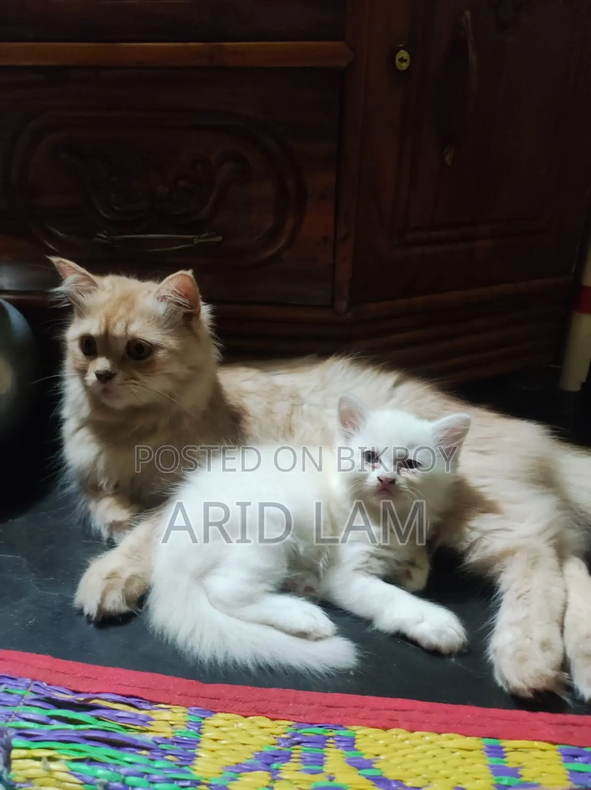 6-12 Months Female Purebred Persian