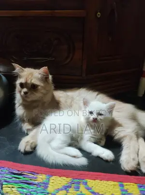 6-12 Months Female Purebred Persian