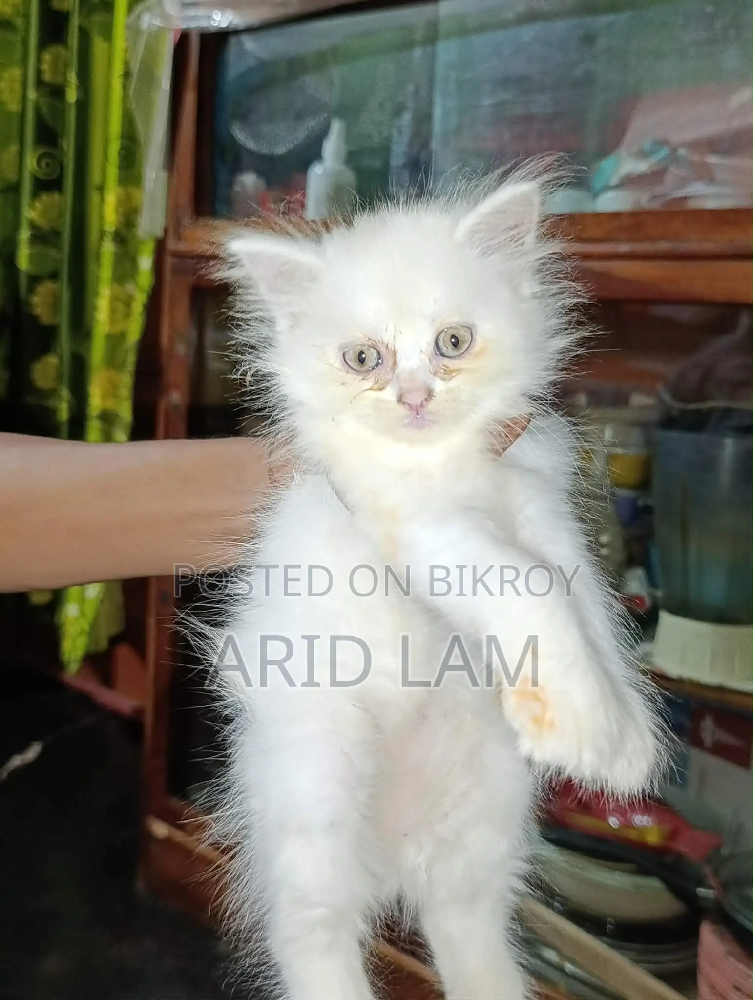 6-12 Months Female Purebred Persian