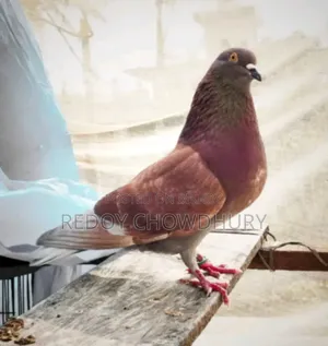 Running Male Pigeon