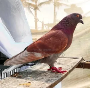 Running Male Pigeon