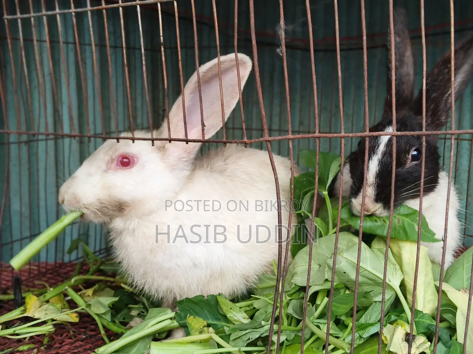 1 pair of rabbits for sale.