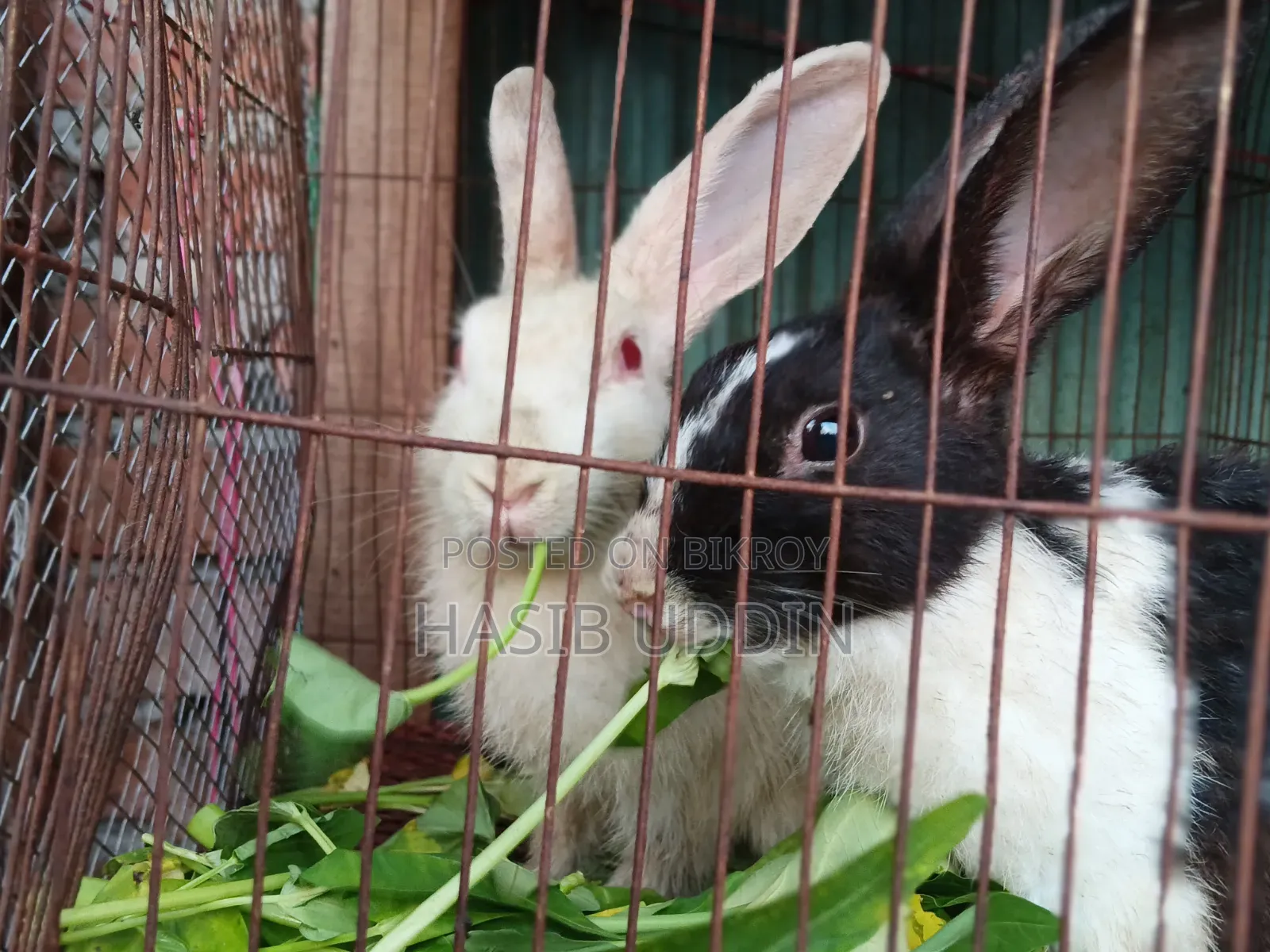 1 pair of rabbits for sale.
