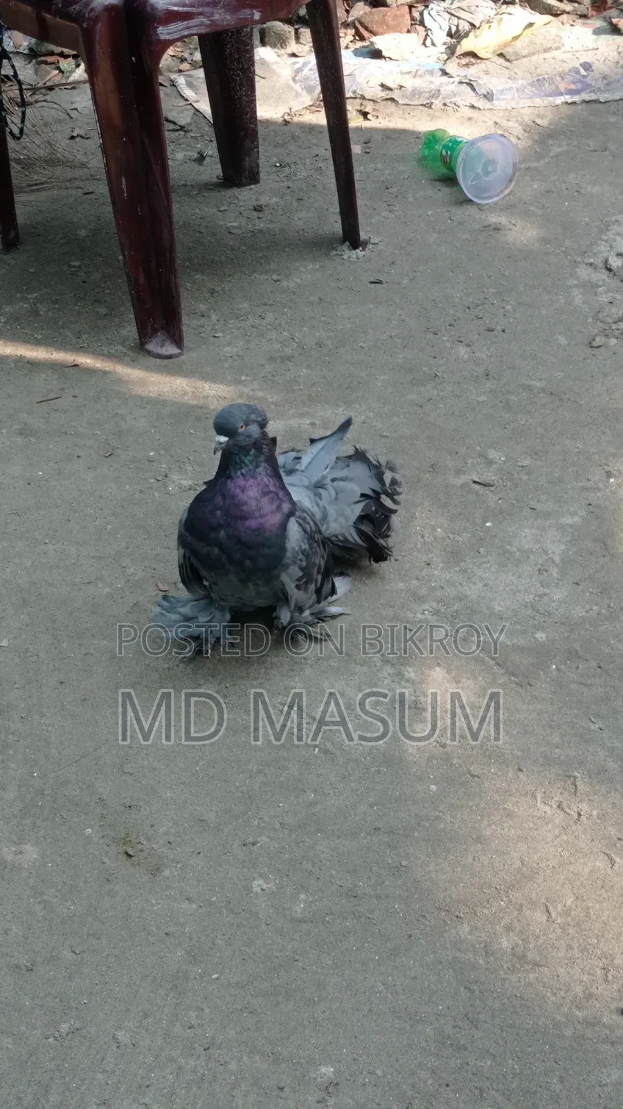 Mayuri pigeon, very good