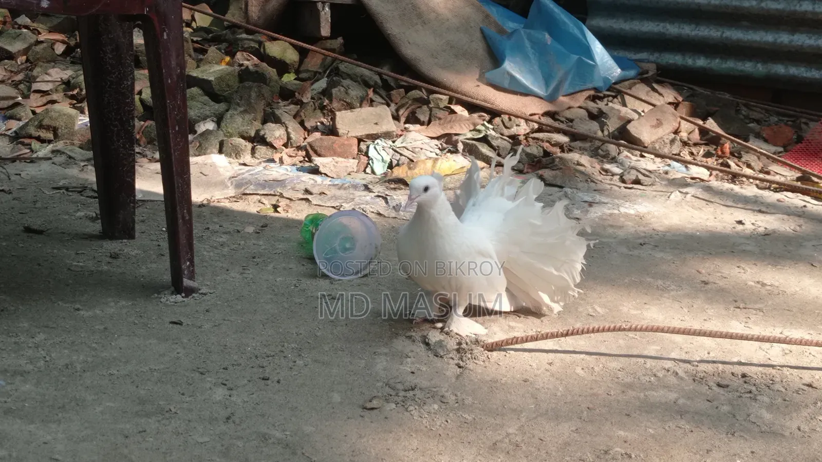Mayuri pigeon, very good