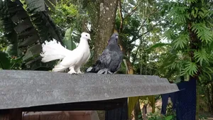 Mayuri pigeon, very good