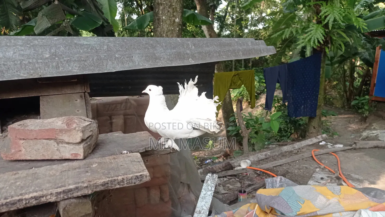Mayuri pigeon, very good
