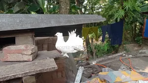 Mayuri pigeon, very good