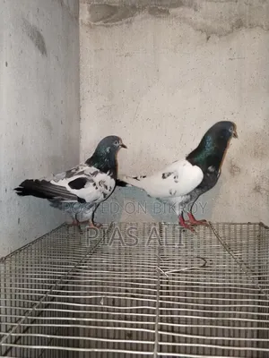 রয়েল টেডি একই ব্লাডের কবিতর টেডি রানিং পেয়ার