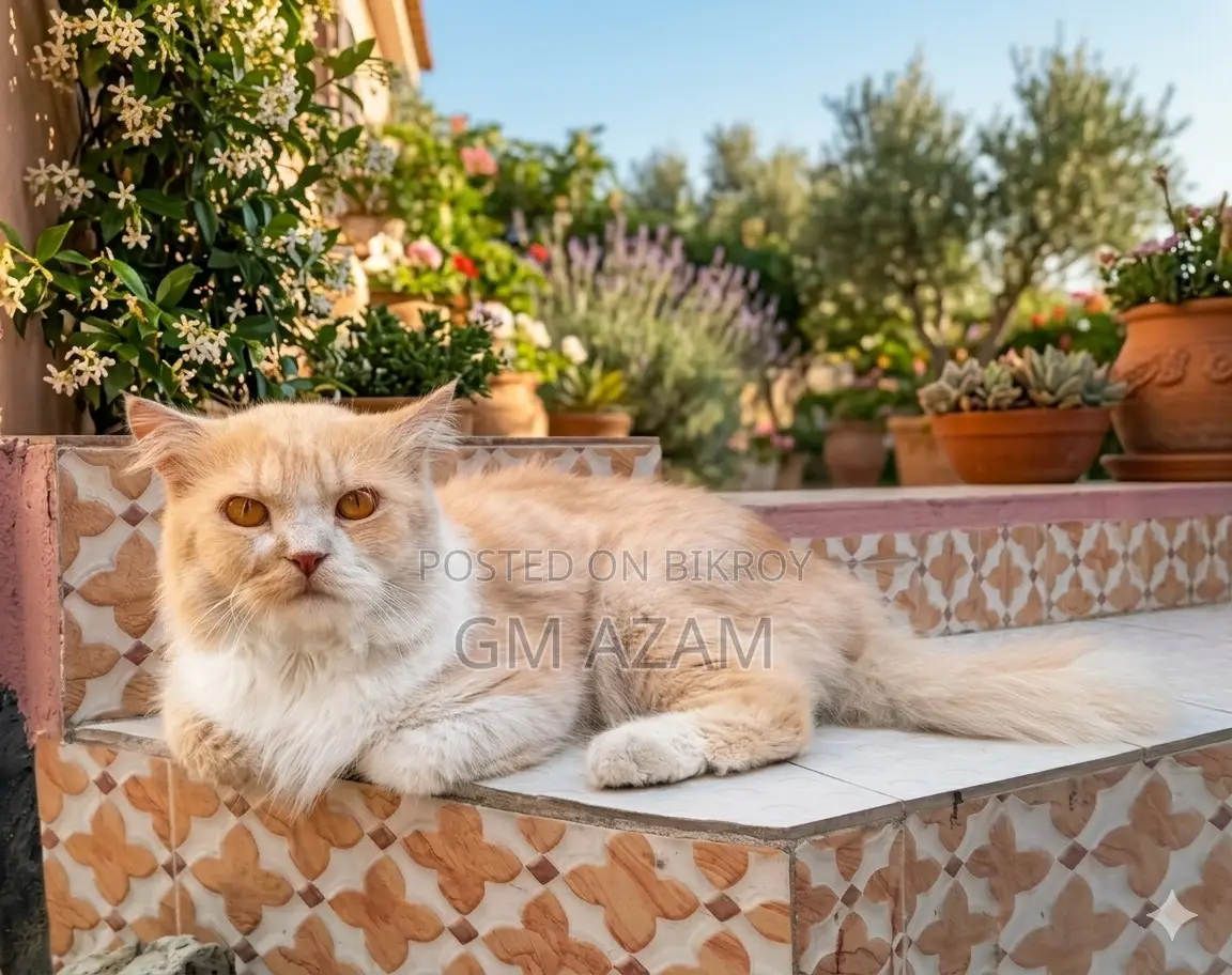 1+ Year Male Purebred Persian Cat