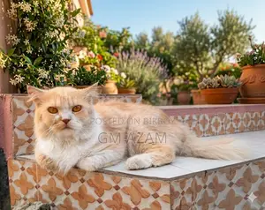 1+ Year Male Purebred Persian Cat