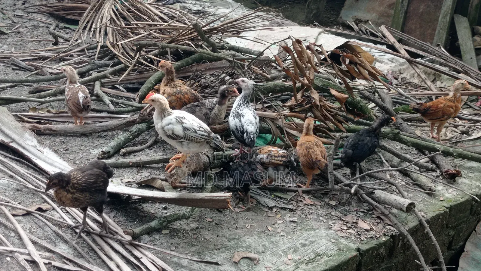 Deshi Chicken Chicks