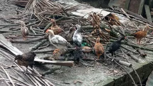 Deshi Chicken Chicks
