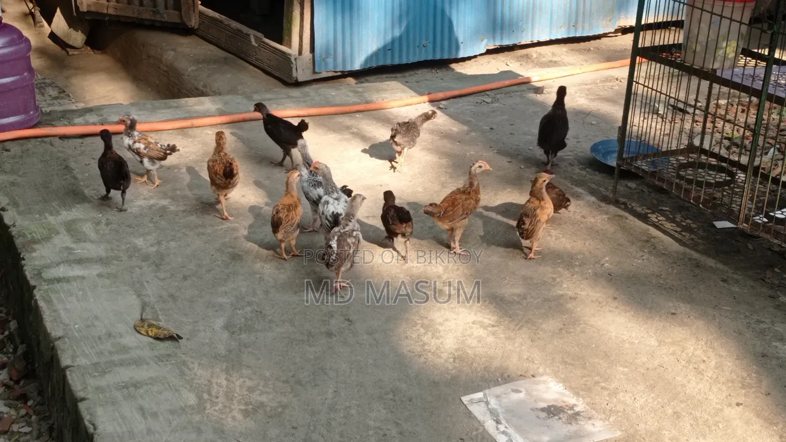 Deshi Chicken Chicks