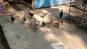 Deshi Chicken Chicks