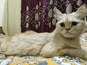 6-12 Months Female Purebred Persian