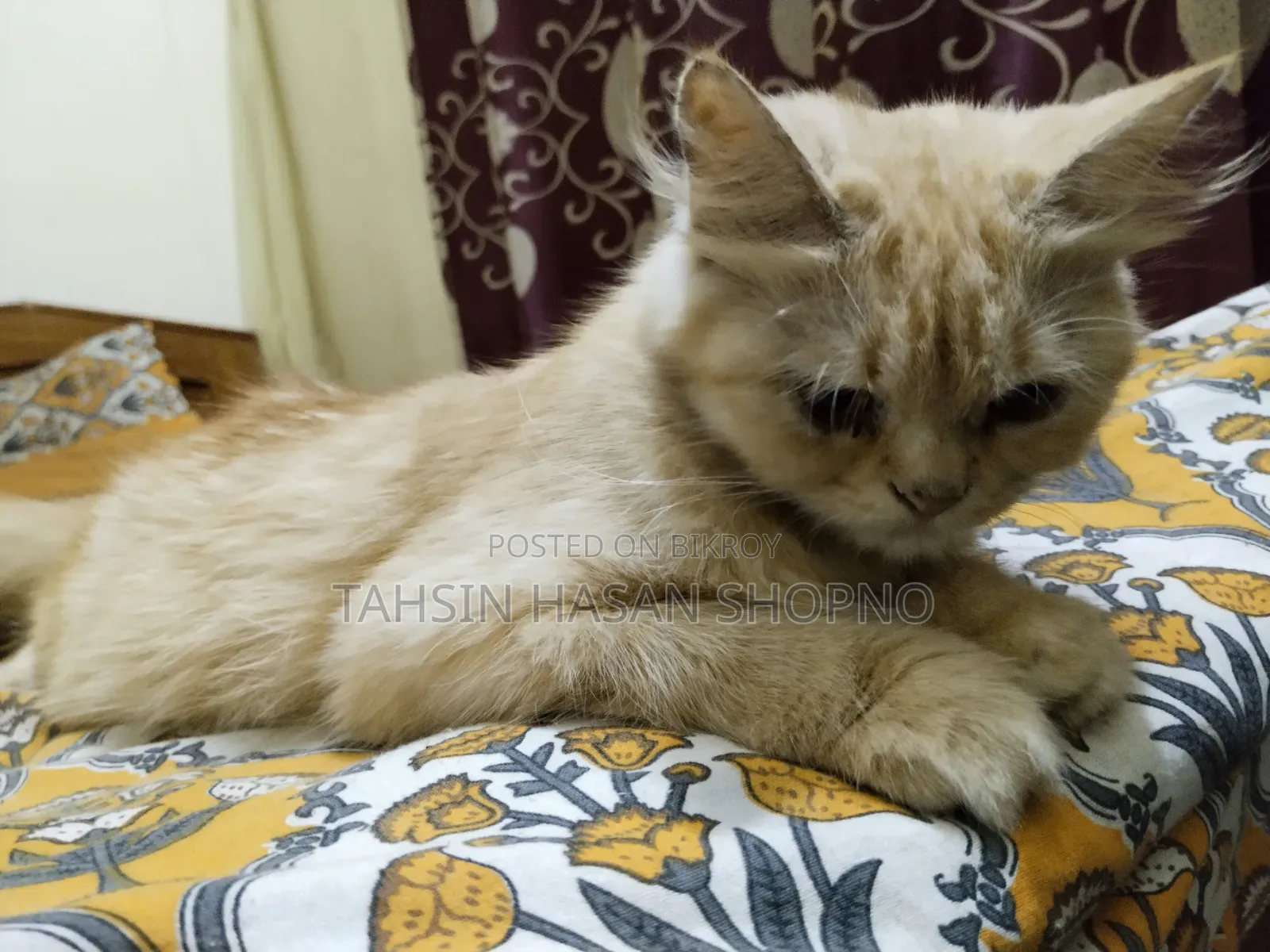 6-12 Months Female Purebred Persian
