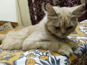 6-12 Months Female Purebred Persian