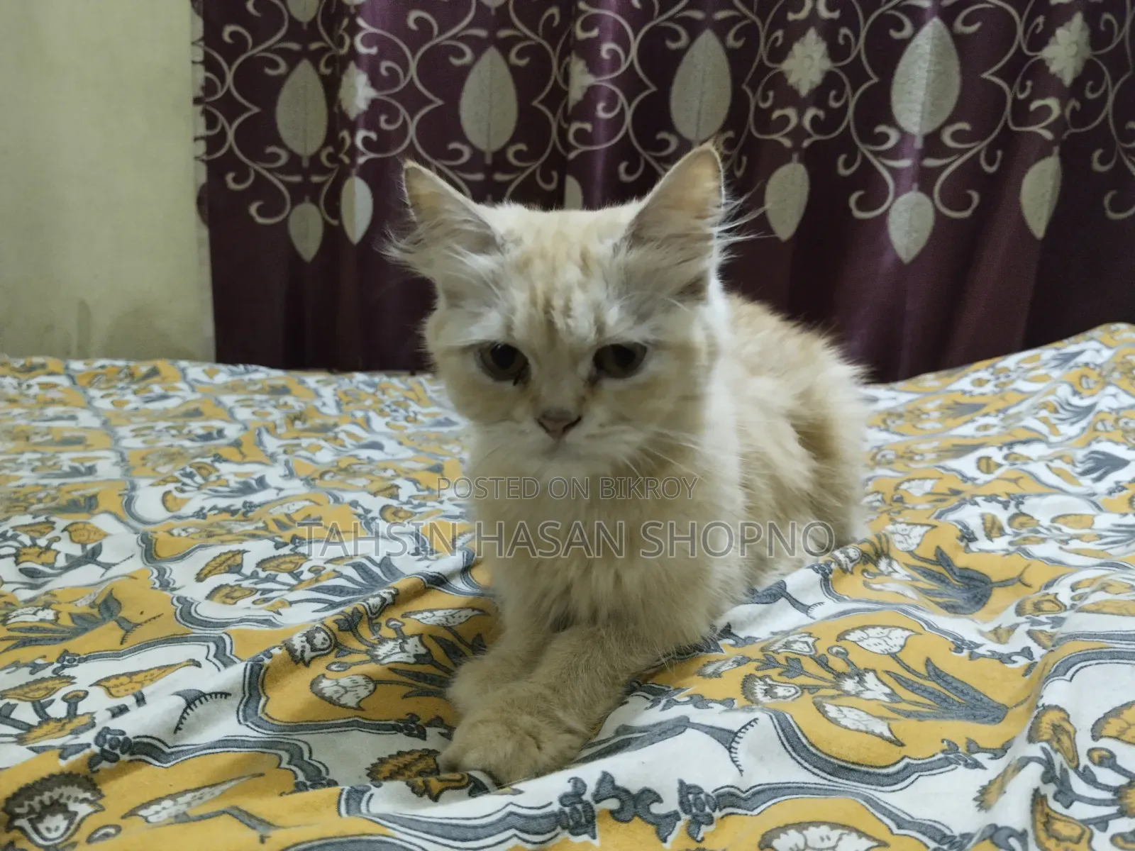6-12 Months Female Purebred Persian
