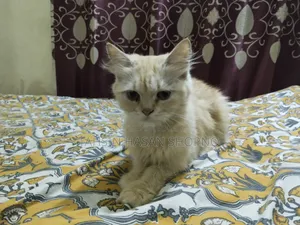 6-12 Months Female Purebred Persian