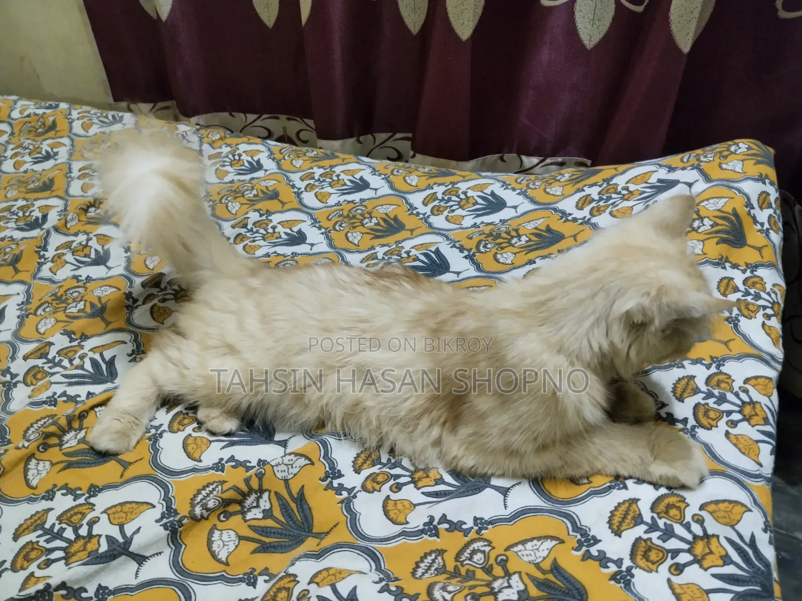 6-12 Months Female Purebred Persian